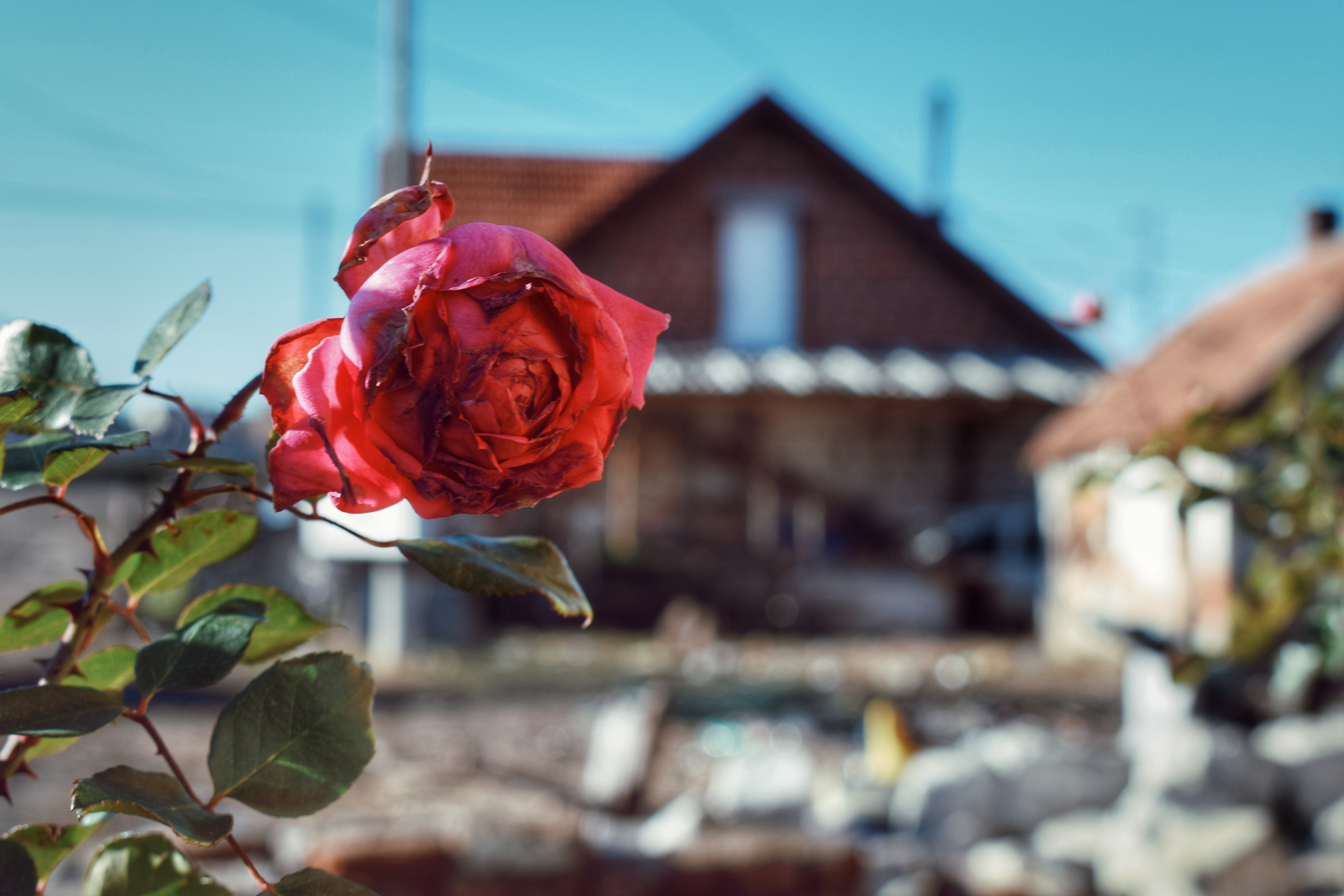 Jesi li i ti jedan od njih, multikul, 3