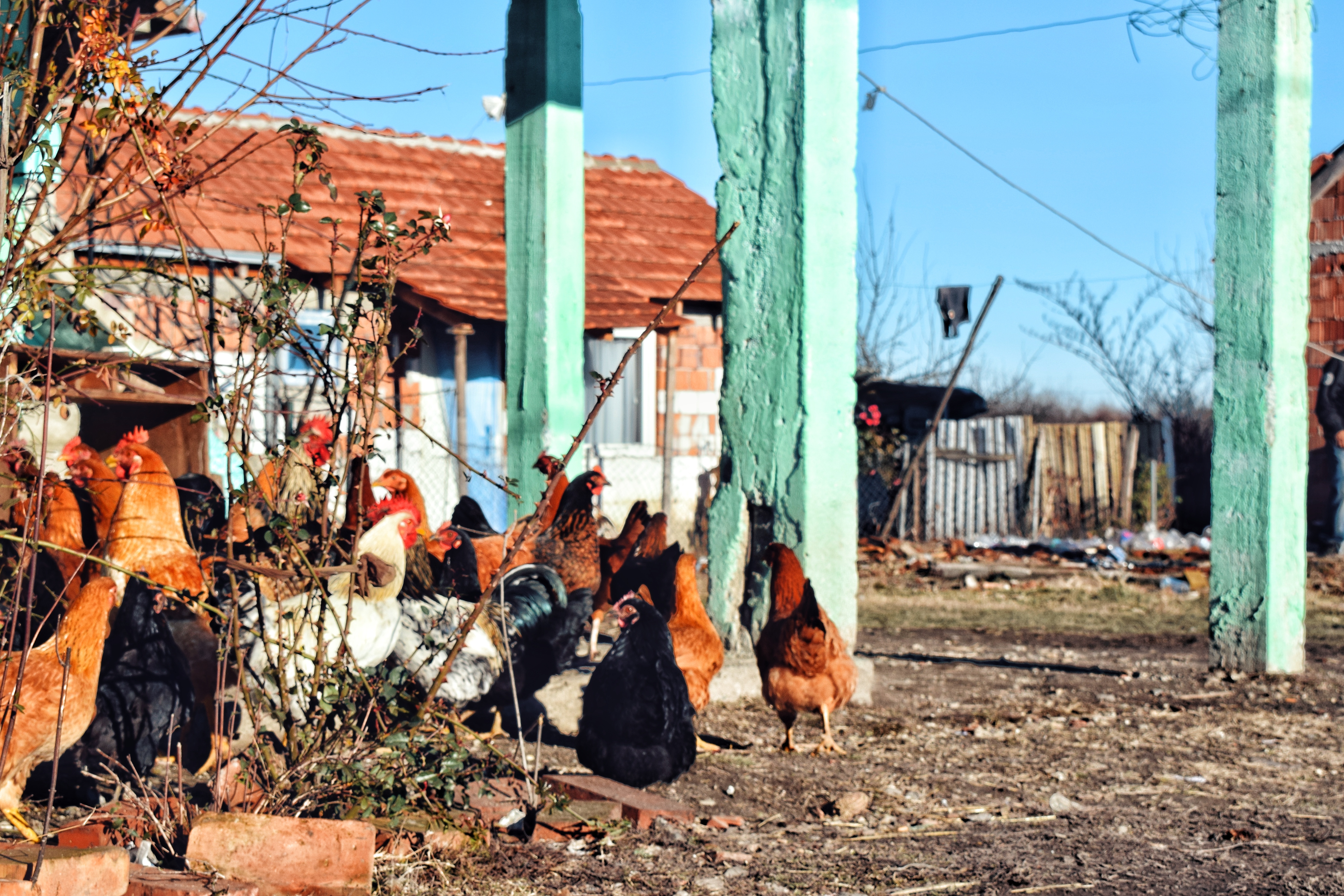 Jesi li i ti jedan od njih, multikul, 5