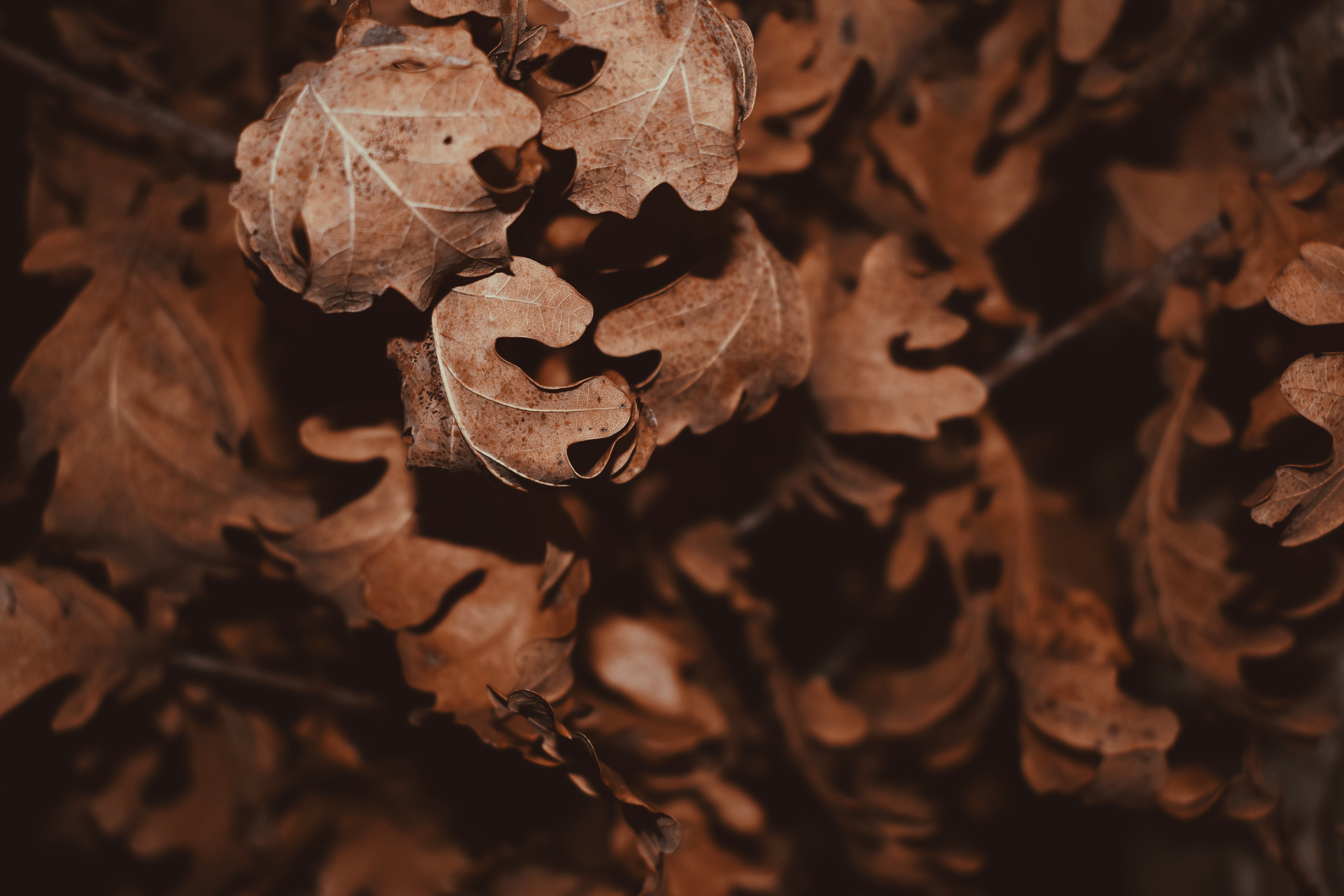 Multikul Srbija, Na danasnji dan, 4