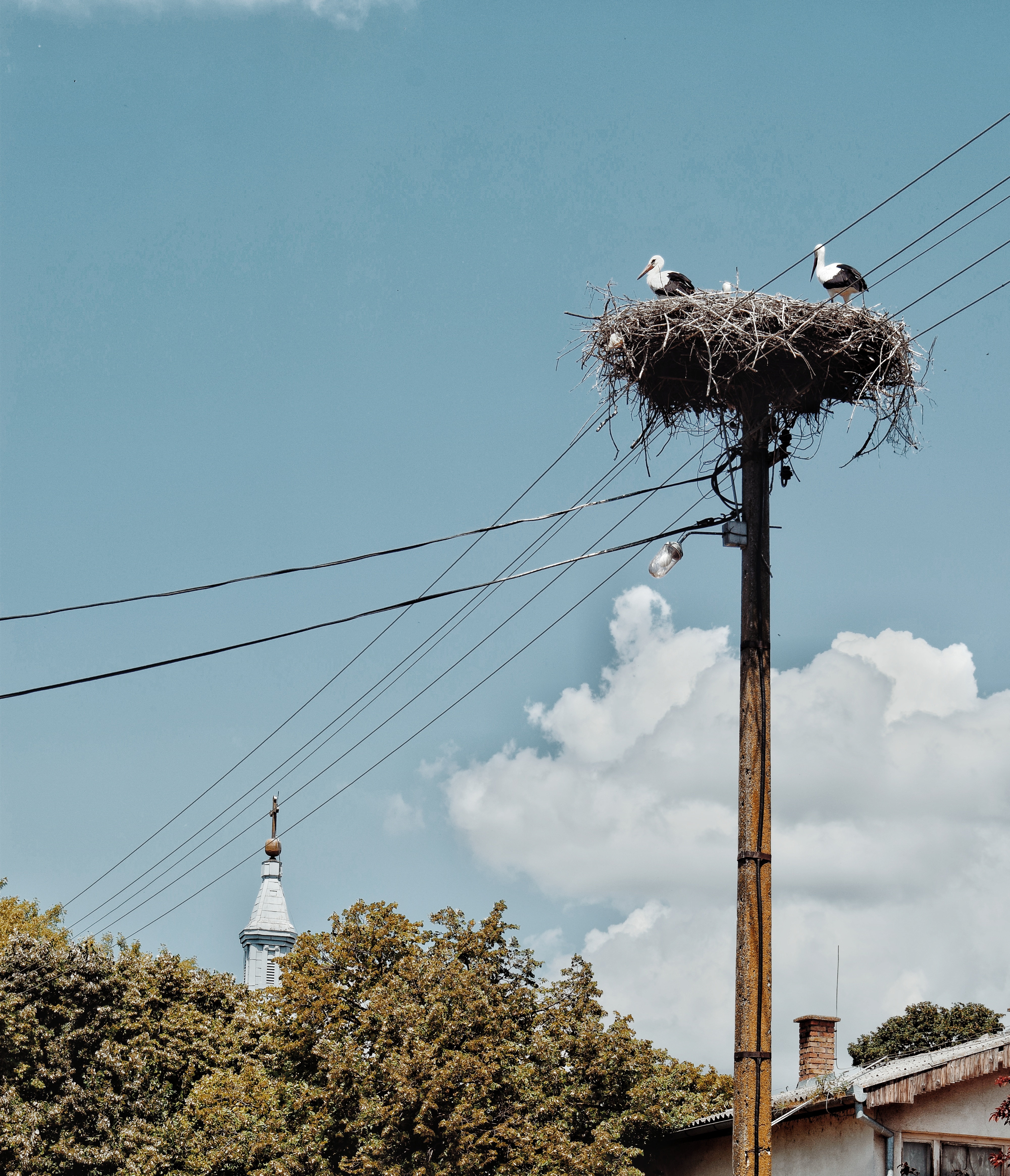 multikul srbija, šetnje 9